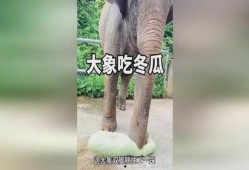 大象吃牛腿瓜视频大全,牛腿瓜美食盛宴视频大盘点