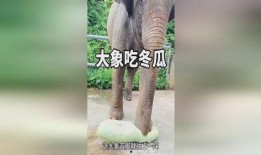 大象吃牛腿瓜视频大全,牛腿瓜美食盛宴视频大盘点