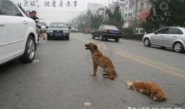 车祸小狗吃瓜视频播放,萌宠视角下的意外瞬间