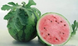 动感吃瓜视频什么意思,揭秘网络热点的趣味解读