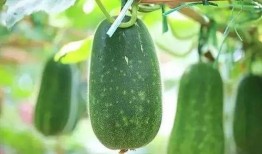 动感吃瓜视频什么意思,揭秘网络热点的趣味解读