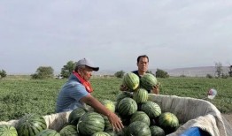 长垣太极原乡吃瓜视频,夏日消暑美食之旅