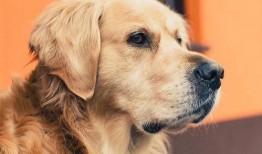 金毛可以吃酥瓜么吗视频,金毛犬能否享用酥瓜美食的揭秘