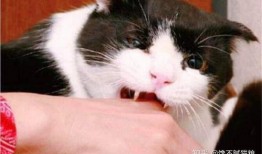 猫咬人吃瓜视频,萌宠搞笑瞬间大盘点