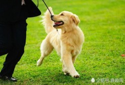 金毛可以吃酥瓜么吗视频,金毛犬能否享用酥瓜美食的揭秘