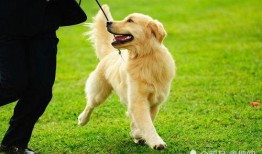 金毛可以吃酥瓜么吗视频,金毛犬能否享用酥瓜美食的揭秘