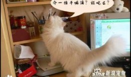 傻猫吃哈密瓜的视频,趣味食趣萌态十足