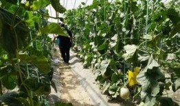 伊春初中吃瓜视频,揭秘校园生活趣味瞬间