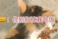 土瓜小猫咪可以吃吗视频,营养与风险并存的真相