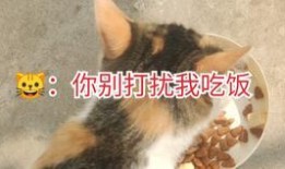 土瓜小猫咪可以吃吗视频,营养与风险并存的真相