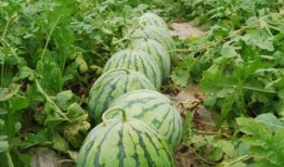 网上买吃瓜视频判多久