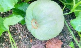 吃田瓜的吃法大全视频,视频详解多种吃法，解锁夏日清新口感