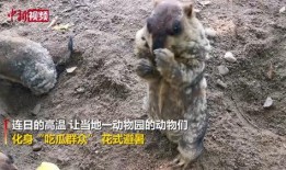 动物世界吃瓜群众视频,吃瓜群众视角下的趣味食性揭秘