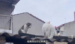 猫咪围观吃瓜视频下载安装