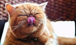 猫咬人吃瓜视频,萌宠搞笑瞬间大盘点
