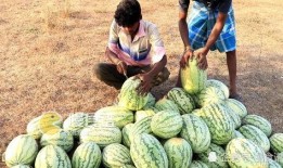 吃播大瓜视频,揭秘网红美食背后的秘密与争议