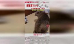 动物世界吃瓜群众视频,吃瓜群众视角下的趣味食性揭秘