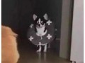 猫咪围观吃瓜视频下载安装