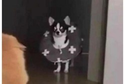 猫咪围观吃瓜视频下载安装