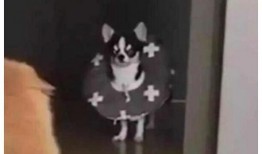 猫咪围观吃瓜视频下载安装