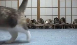 狮子猫吃瓜视频完整版,趣味横生的完整版视频回顾