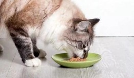 猫咬人吃瓜视频,萌宠搞笑瞬间大盘点