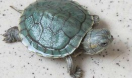 乌龟吃瓜视频全过程,萌态十足，网友直呼可爱爆表