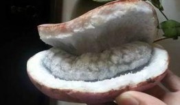 吃八月瓜长视频,一场视觉与味蕾的双重盛宴