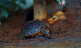 乌龟吃瓜视频全过程,萌态十足，网友直呼可爱爆表