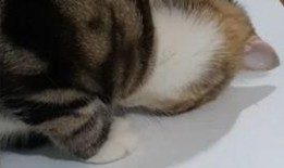 狮子猫吃瓜视频完整版,趣味横生的完整版视频回顾