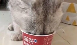 土瓜小猫咪可以吃吗视频,营养与风险并存的真相