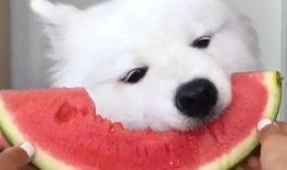 狮子猫吃瓜视频完整版,趣味横生的完整版视频回顾