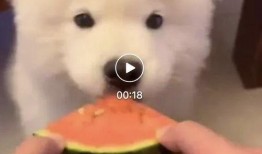 吃瓜白狗视频在线观看网站,在线观看，畅享欢乐时光