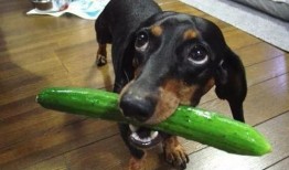 吃瓜白狗视频在线观看网站,在线观看，畅享欢乐时光