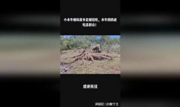 吃瓜巨蜥视频,揭秘爬行动物的独特饮食习惯