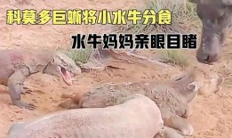 吃瓜巨蜥视频,揭秘爬行动物的独特饮食习惯