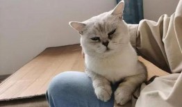 带你吃瓜猫咪叫声视频播放,视频播放引网友热议