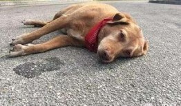 车祸小狗吃瓜视频播放,萌宠视角下的意外瞬间