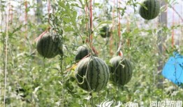 睢县吃瓜事件视频曝光