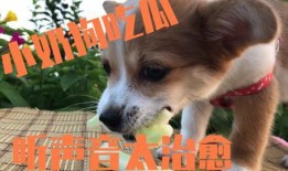 吃瓜被误伤的小狗视频,一场意外引发的爱心接力