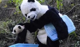 吃瓜熊猫人全部视频,趣味横生的短视频集锦
